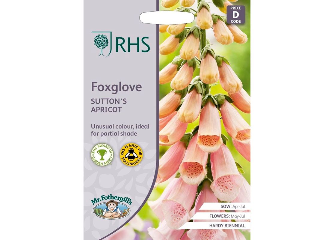 RHS FOXGLOVE Sutton's Apricot