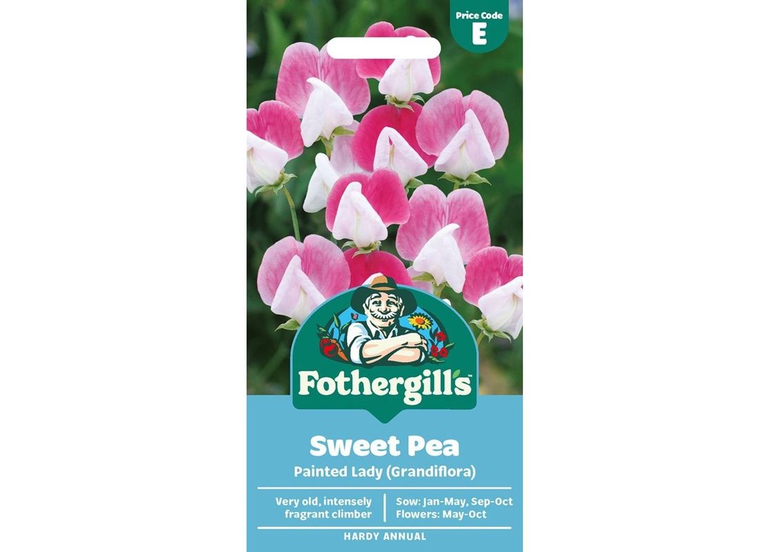 SWEET PEA Painted Lady (Grandiflora)