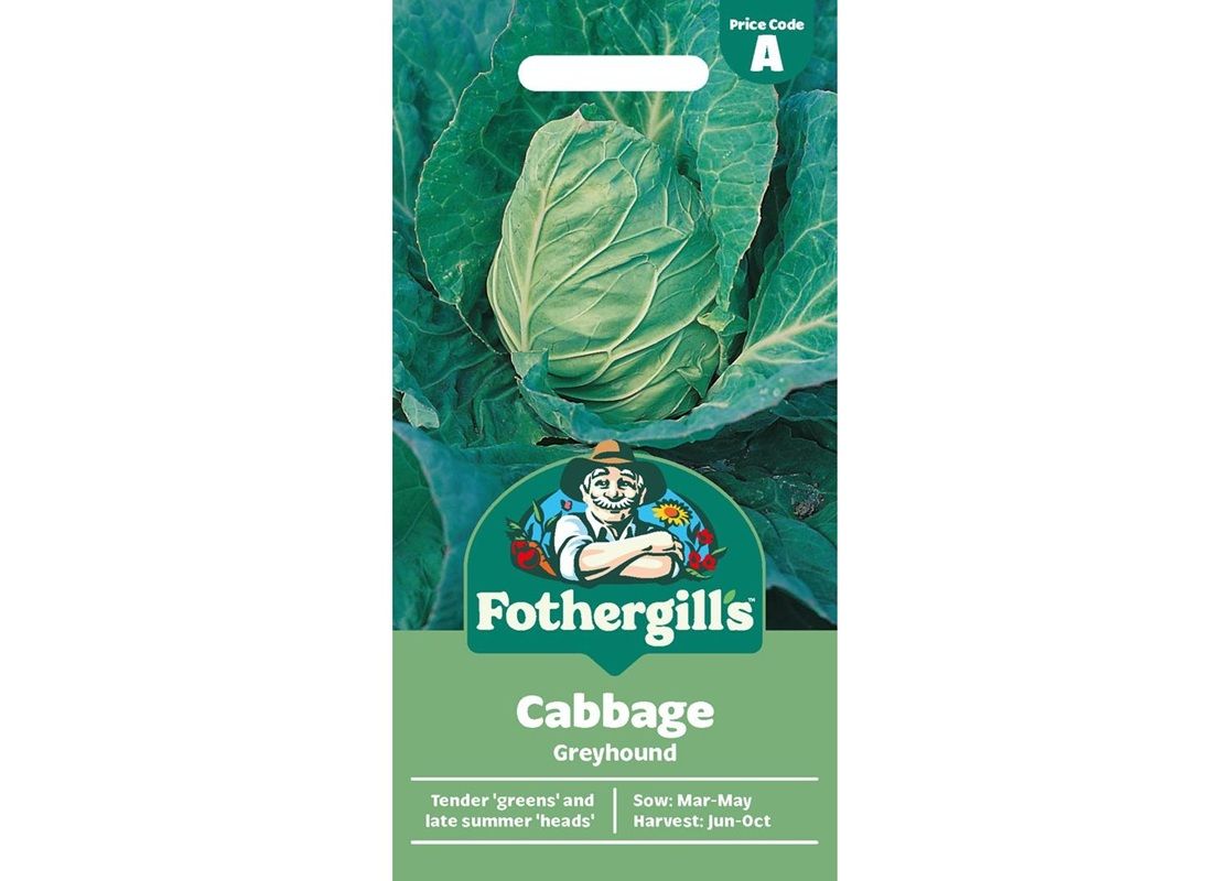 CABBAGE Greyhound CABBAGE Greyhound