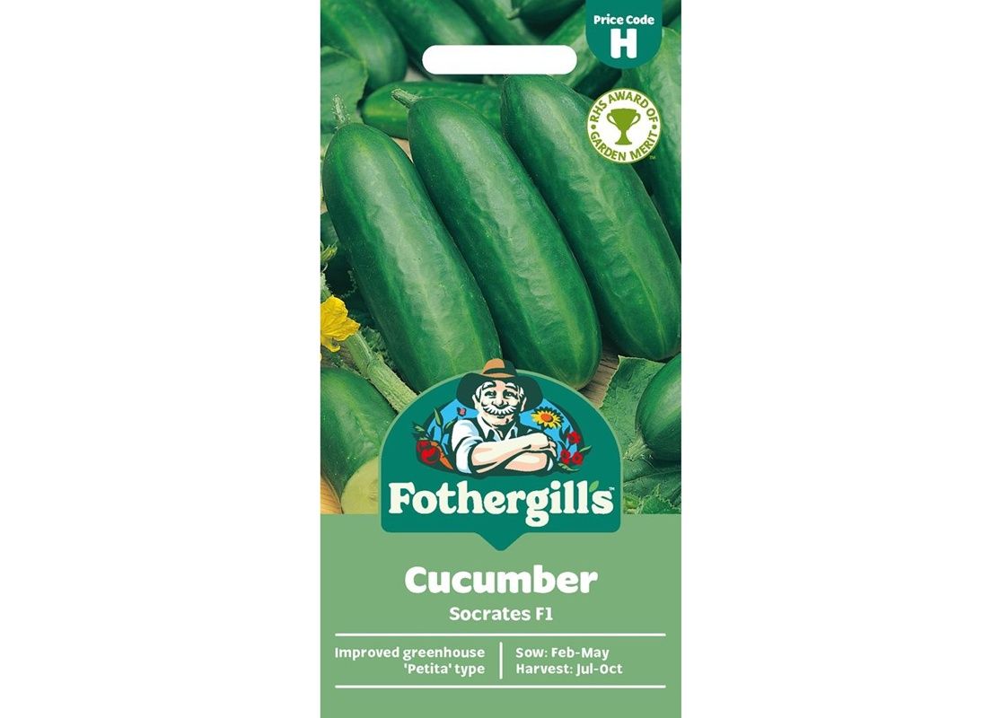 CUCUMBER Socrates F1