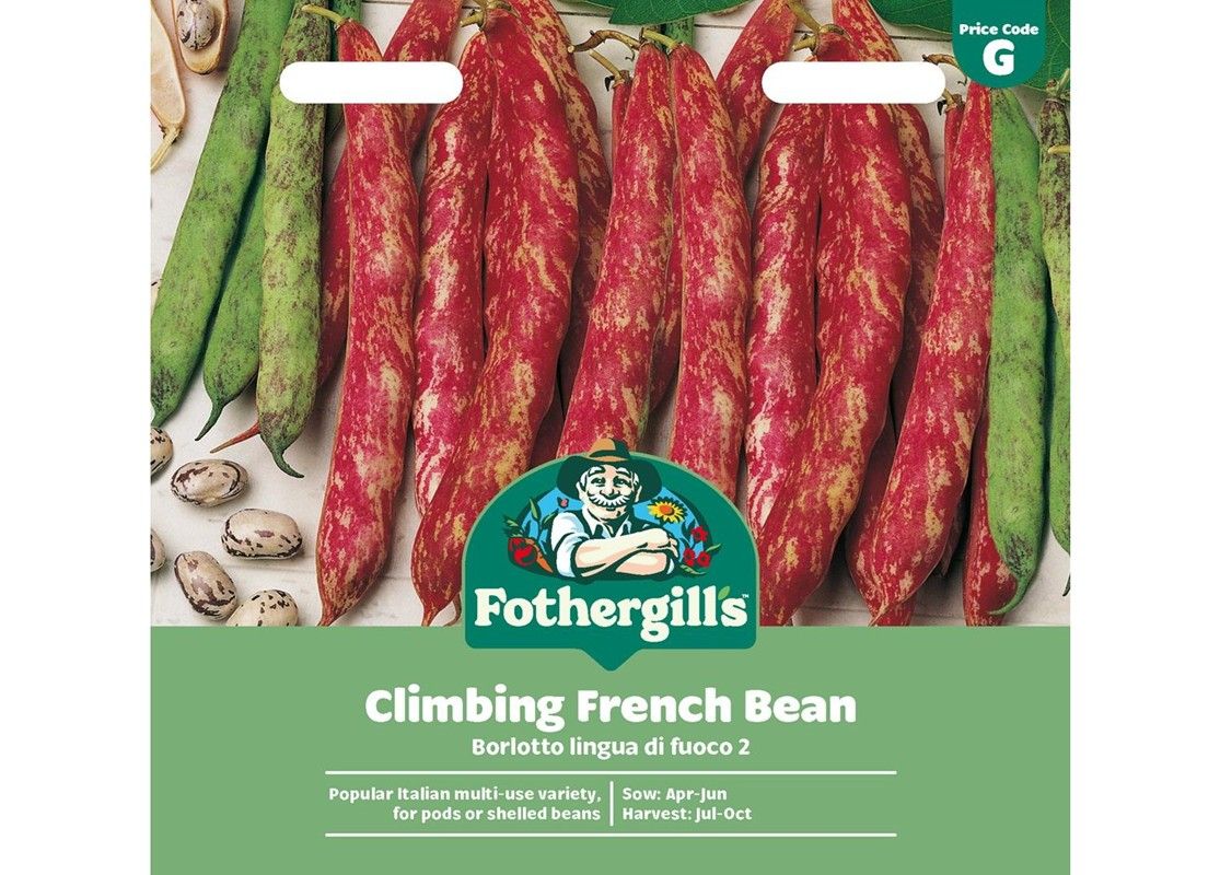CLIMBING FRENCH BEAN Borlotto lingua di fuoco 2