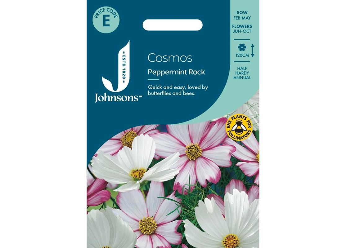 COSMOS Peppermint Rock COSMOS Peppermint Rock