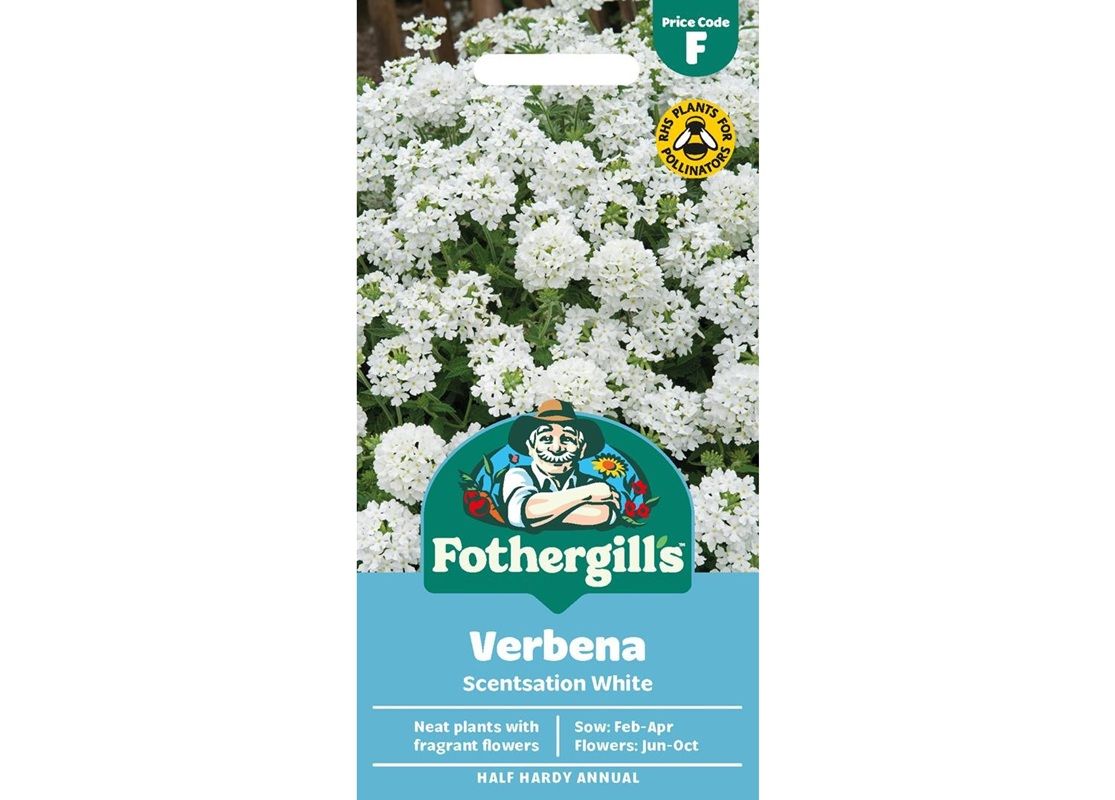 VERBENA Scentsation White VERBENA Scentsation White