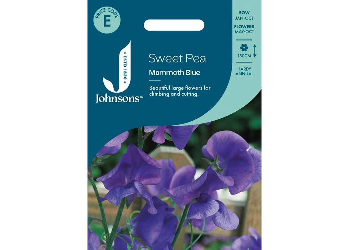 SWEET PEA Mammoth Blue