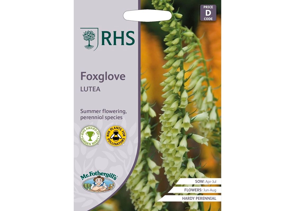 RHS Foxglove Lutea