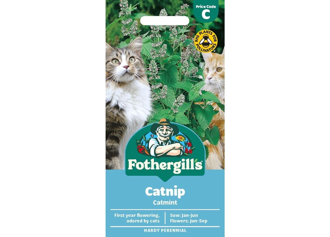 CATMINT Catnip CATMINT Catnip