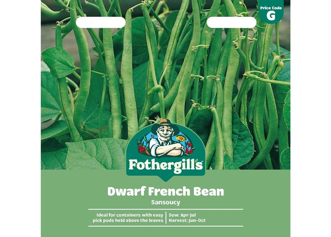 DWARF FRENCH BEAN Sansoucy DWARF FRENCH BEAN Sansoucy
