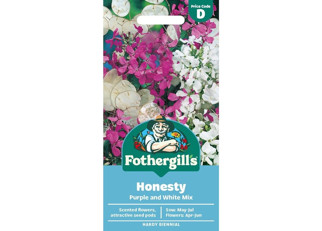 HONESTY Purple and White Mix HONESTY Purple and White Mix