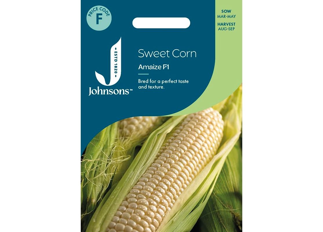SWEET CORN Amaize F1 SWEET CORN Amaize F1