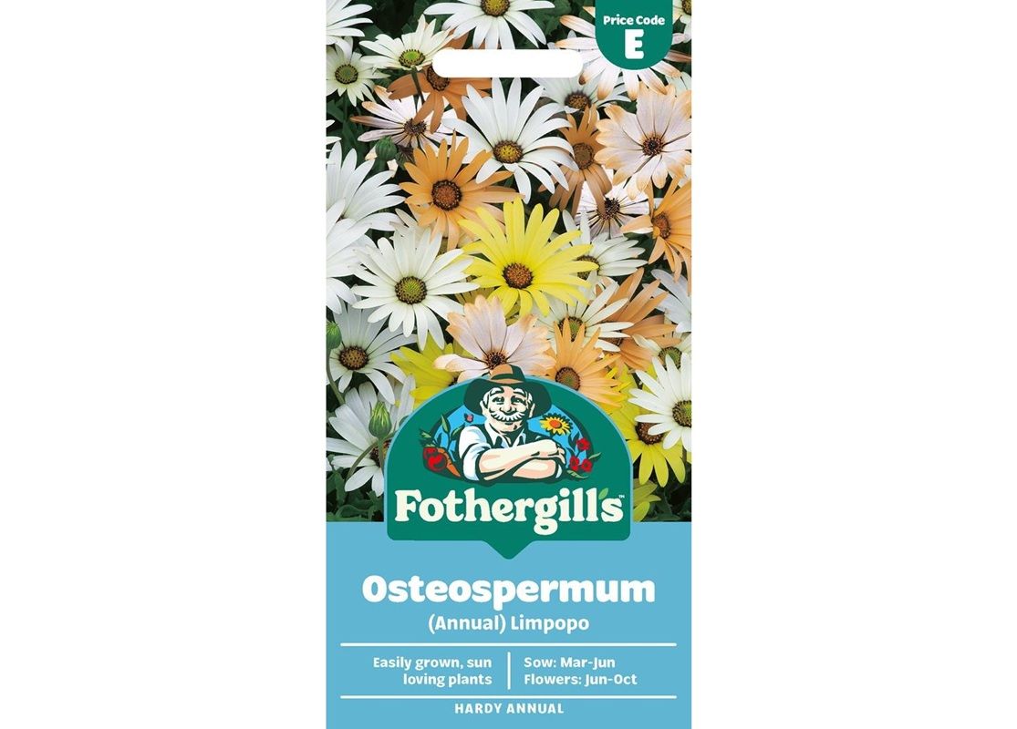 OSTEOSPERMUM (Annual) Limpopo