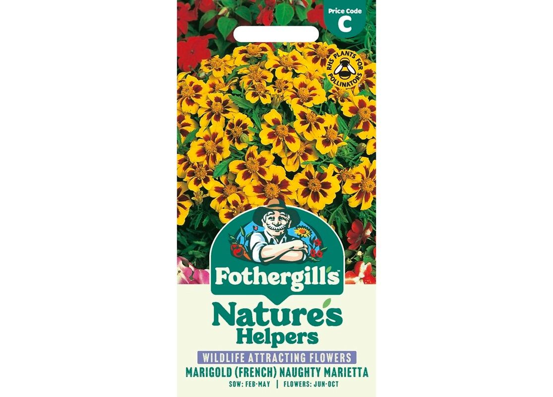 MARIGOLD (French) Naughty Marietta MARIGOLD (French) Naughty Marietta