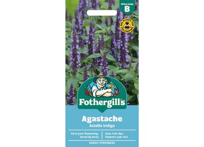 AGASTACHE Astello Indigo AGASTACHE Astello Indigo