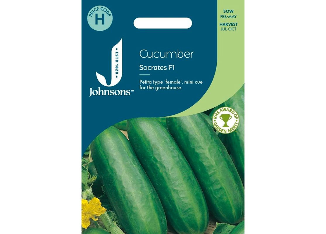 CUCUMBER Socrates F1 CUCUMBER Socrates F1