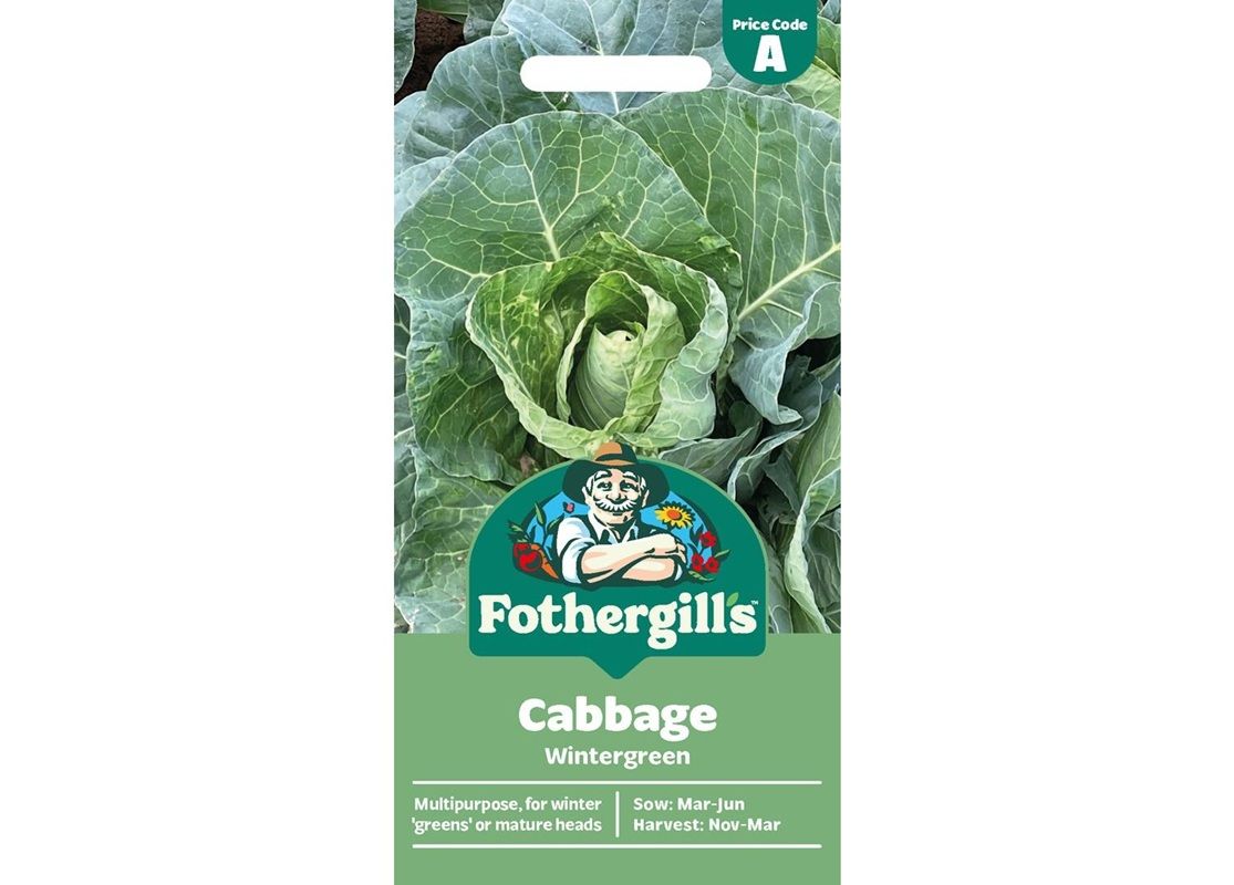 CABBAGE Wintergreen