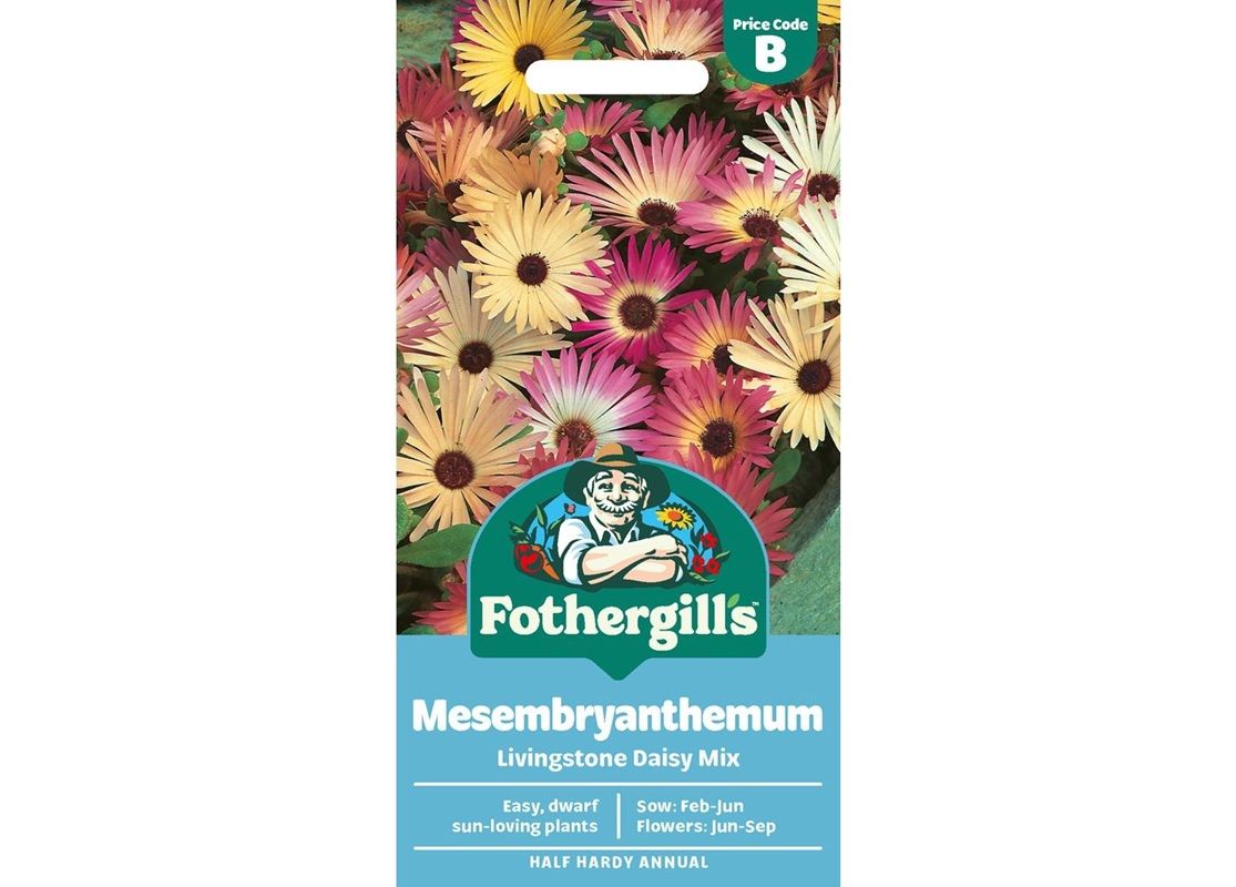 MESEMBRYANTHEMUM Livingstone Daisy Mix MESEMBRYANTHEMUM Livingstone Daisy Mix