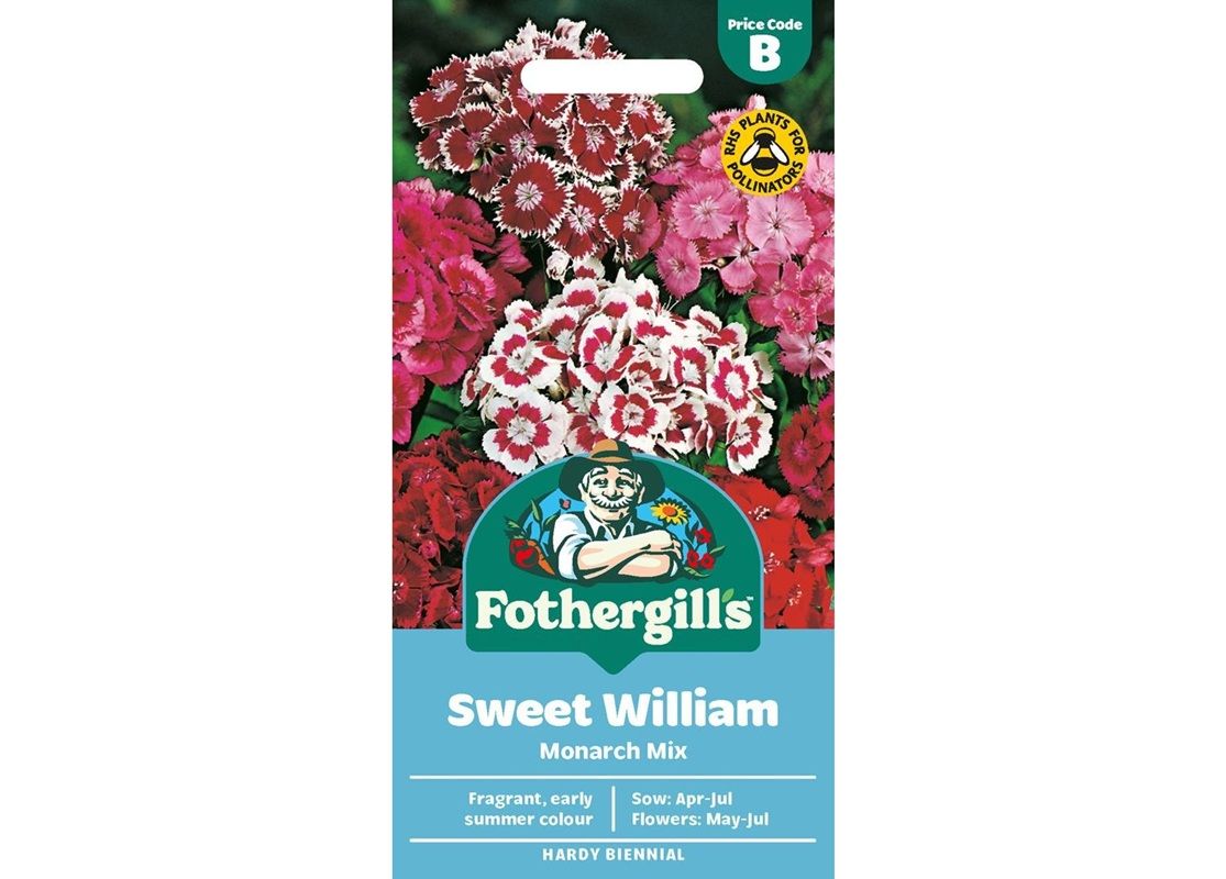 SWEET WILLIAM Monarch Mix