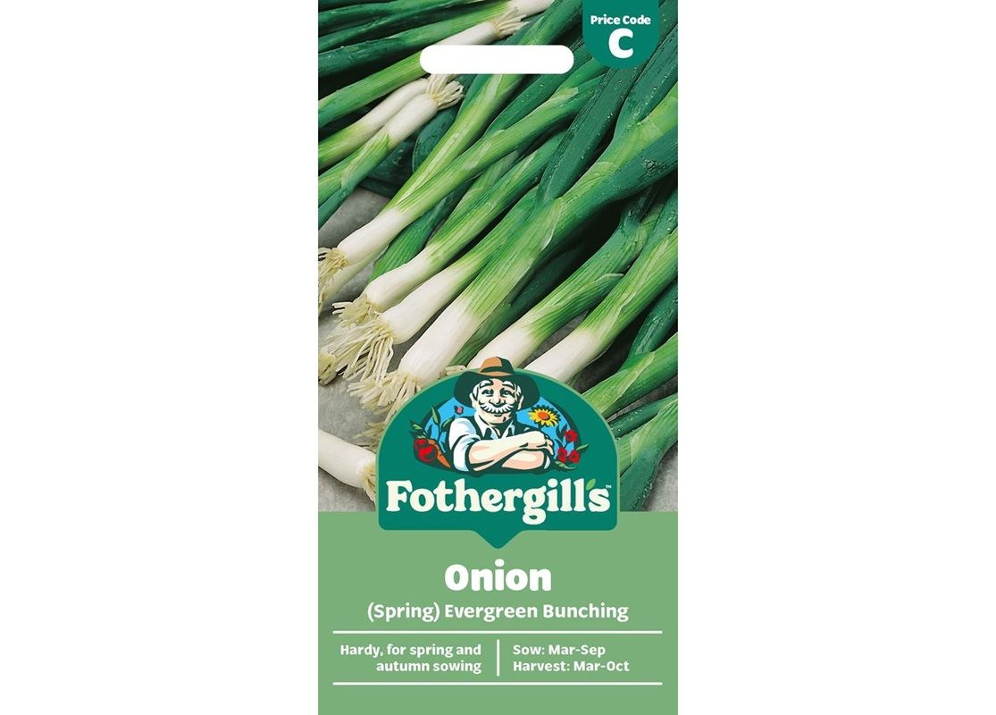 ONION (Spring) Evergreen Bunching