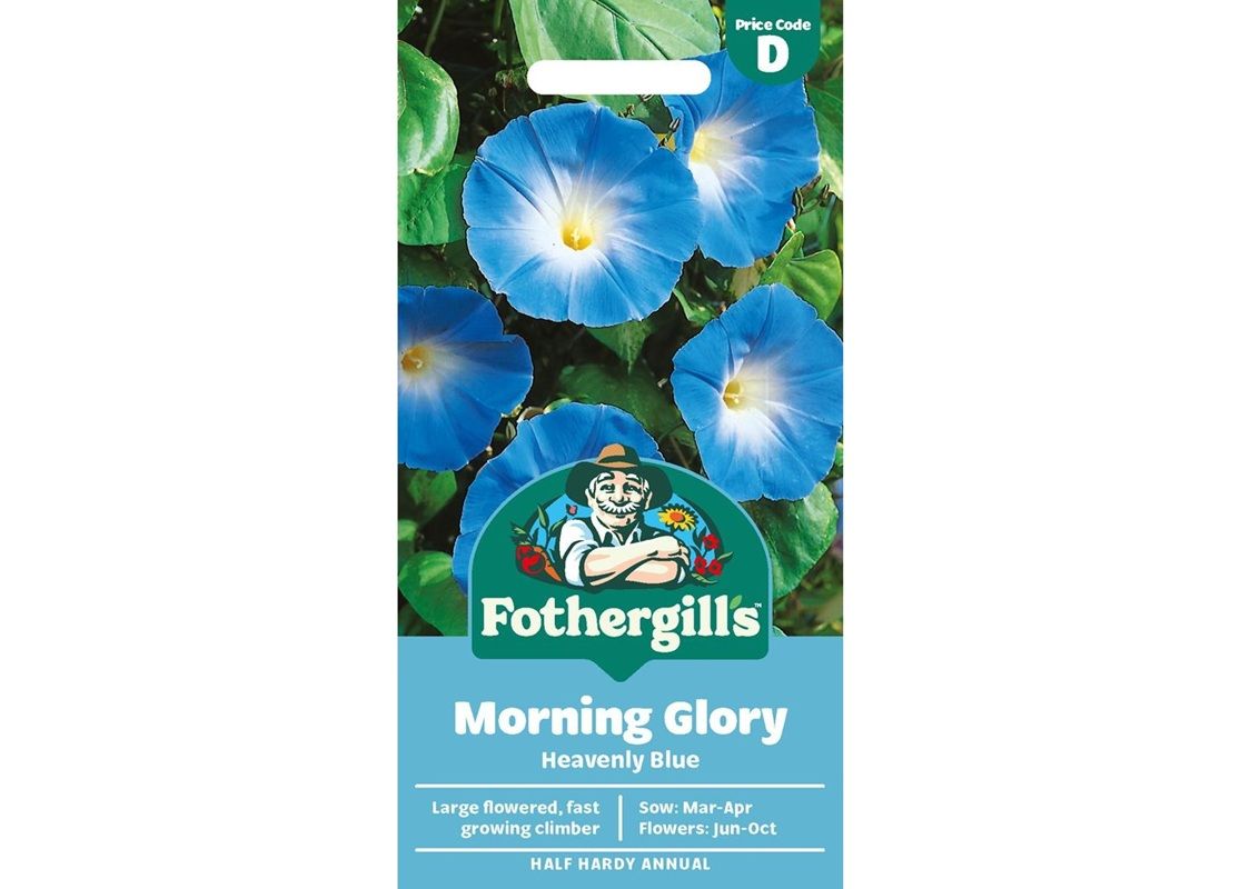 MORNING GLORY Heavenly Blue