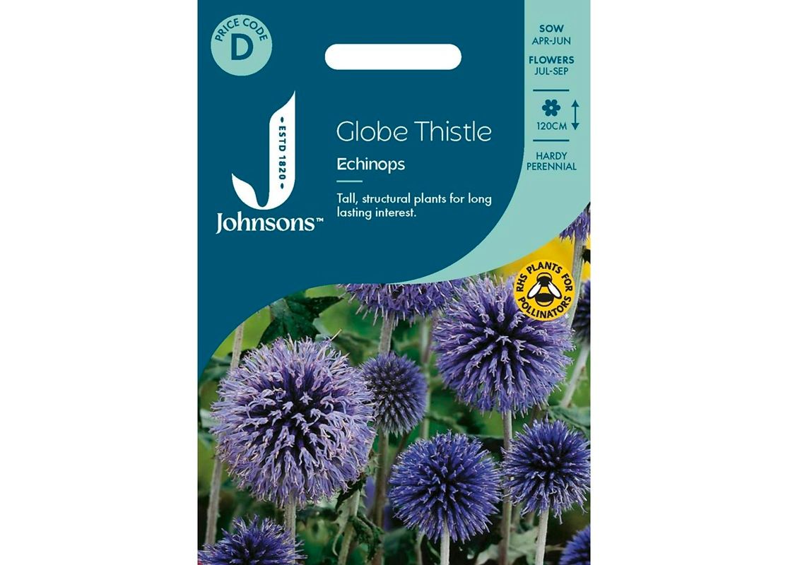 GLOBE Thistle - Echinops