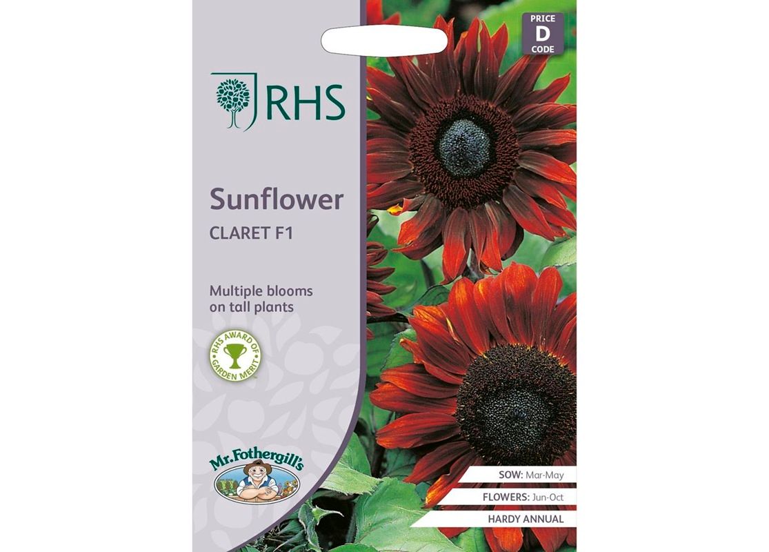 RHS SUNFLOWER Claret F1