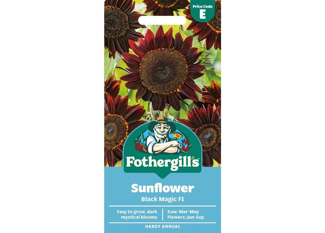 SUNFLOWER Black Magic F1 SUNFLOWER Black Magic F1