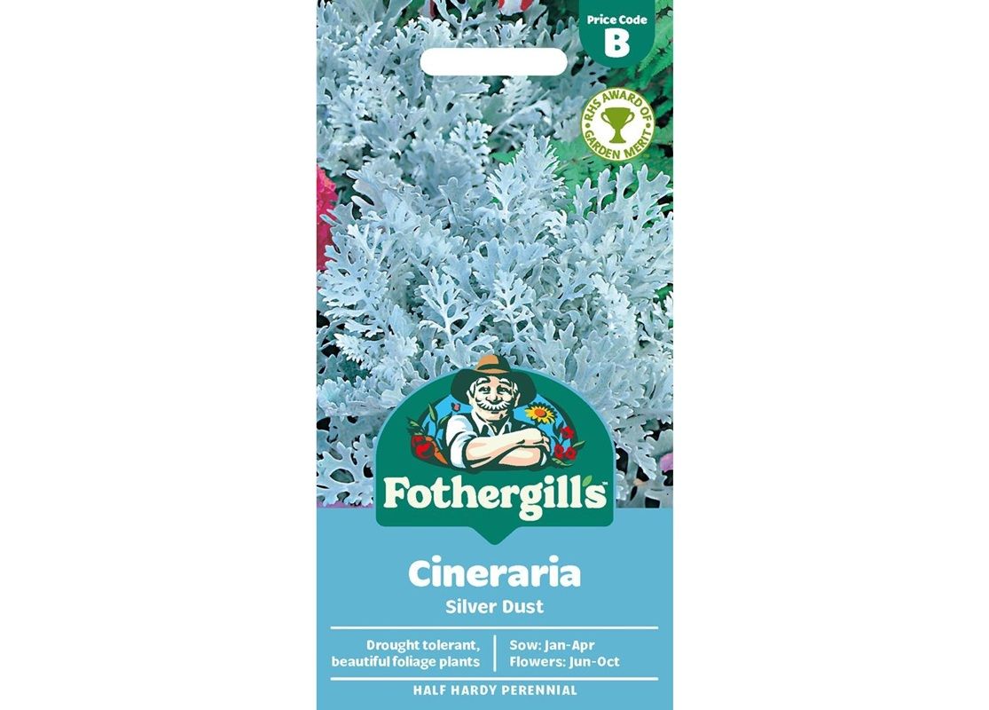 CINERARIA Silver Dust