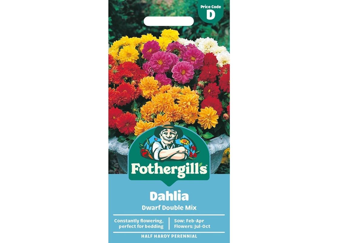 DAHLIA Dwarf Double Mix DAHLIA Dwarf Double Mix