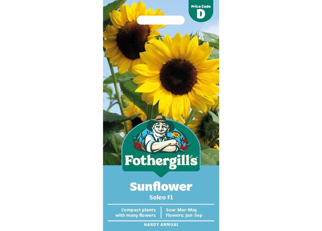SUNFLOWER Soleo F1 SUNFLOWER Soleo F1