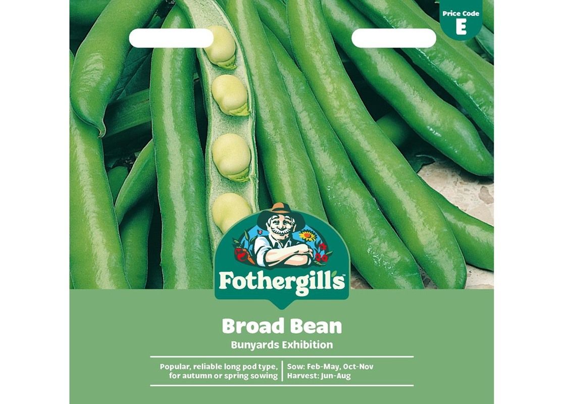 BROAD BEAN Bunyards Exhibition BROAD BEAN Bunyards Exhibition