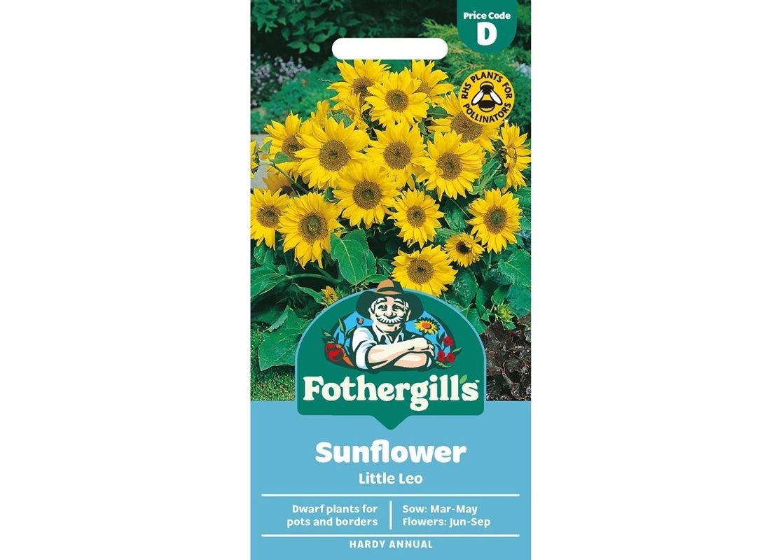 SUNFLOWER Little Leo