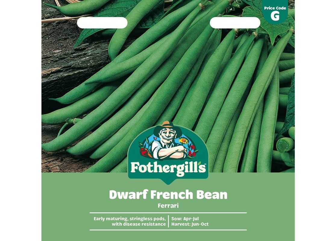 DWARF FRENCH BEAN Ferrari DWARF FRENCH BEAN Ferrari