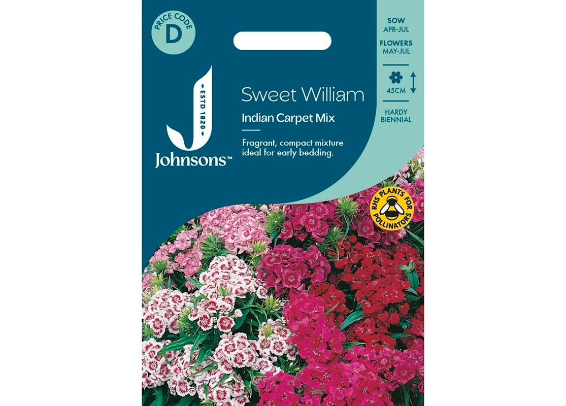SWEET WILLIAM Indian Carpet Mix SWEET WILLIAM Indian Carpet Mix