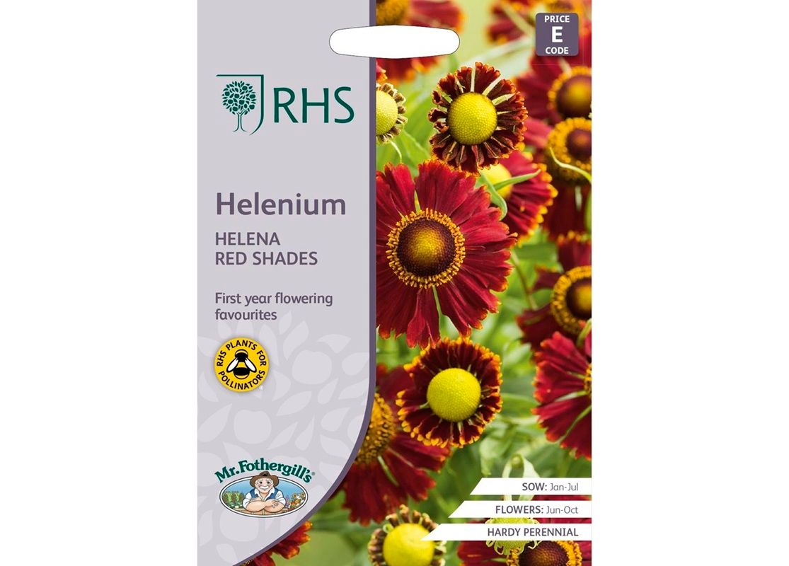 RHS Helenium Helena Red Shades