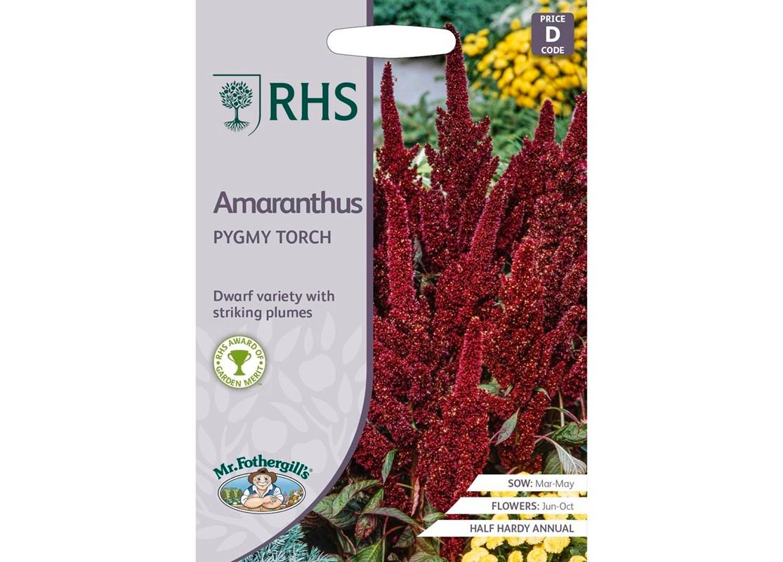 RHS Amaranthus Pygmy Torch