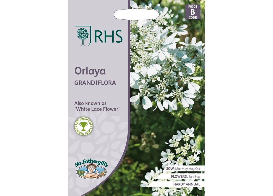 RHS Orlaya Grandiflora
