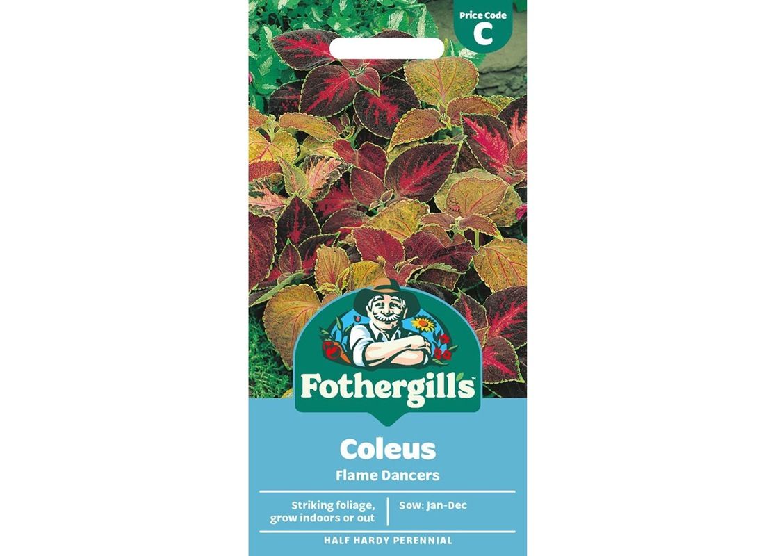 COLEUS Flame Dancers