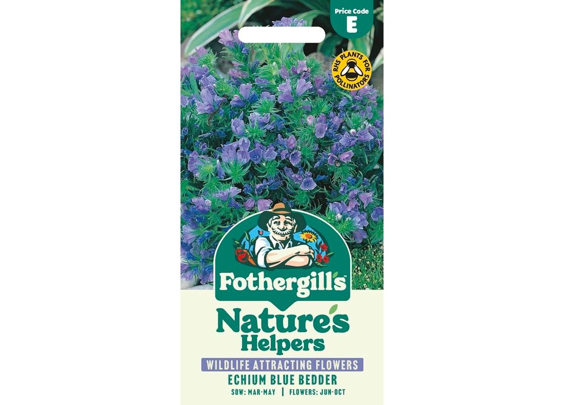 ECHIUM Blue Bedder ECHIUM Blue Bedder