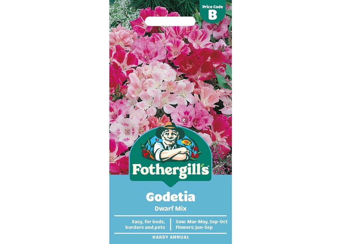 GODETIA Dwarf Mix