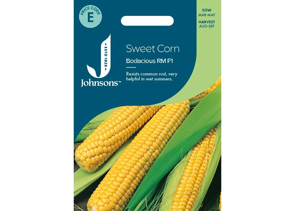 SWEET CORN Bodacious RM F1