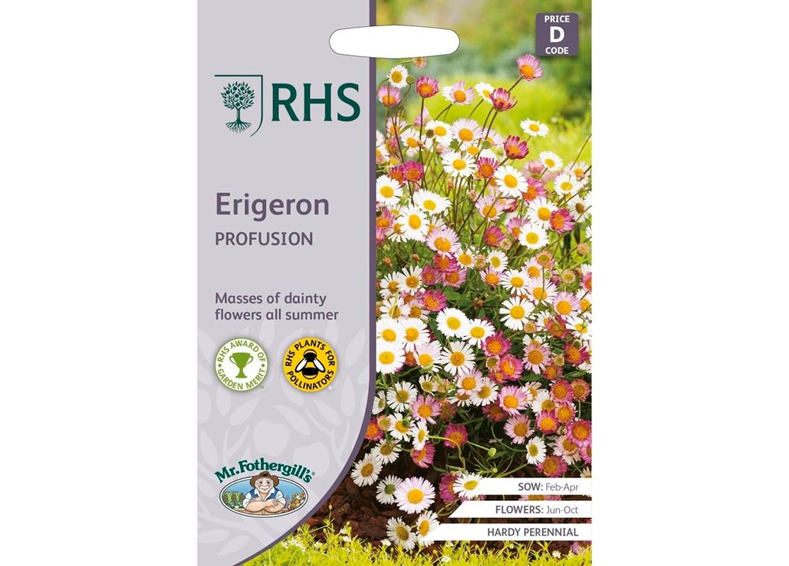 RHS Erigeron Profusion