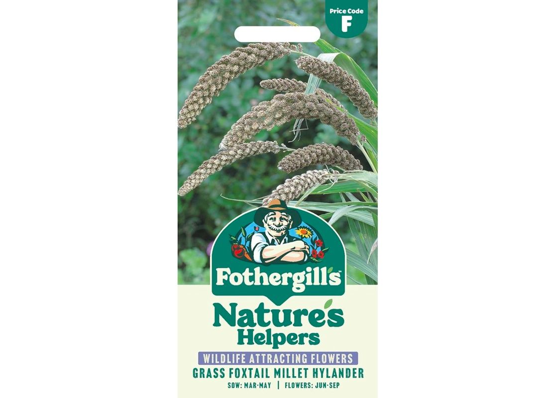 GRASS Foxtail Millet (Setaria) Hylander GRASS Foxtail Millet (Setaria) Hylander