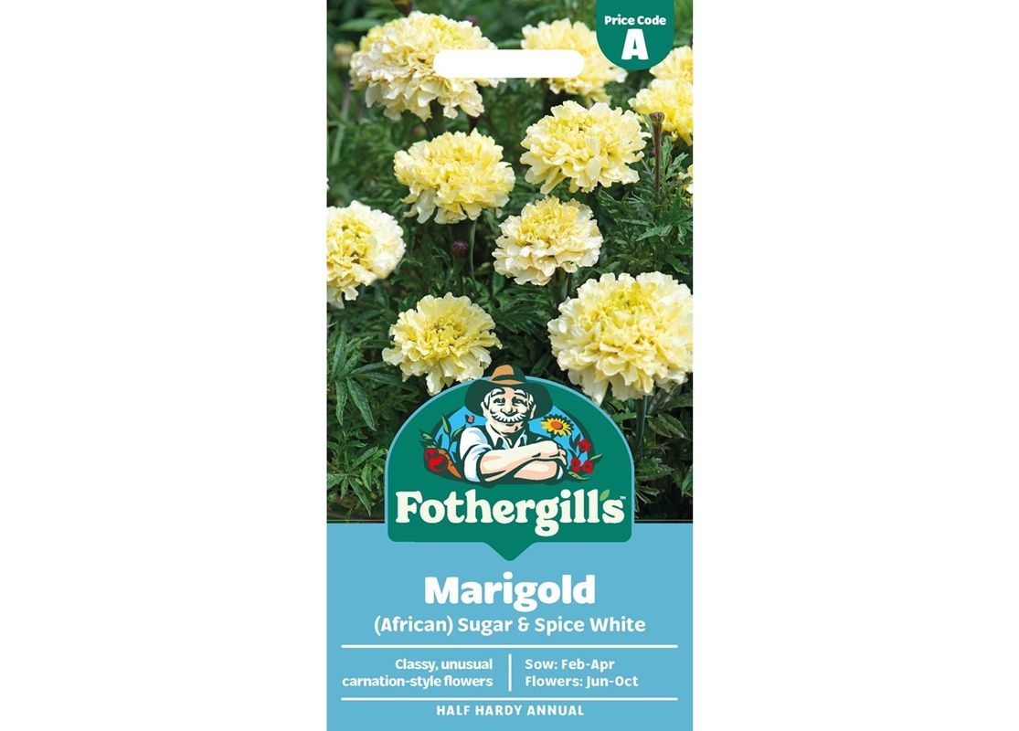 MARIGOLD (African) Sugar &amp; Spice White