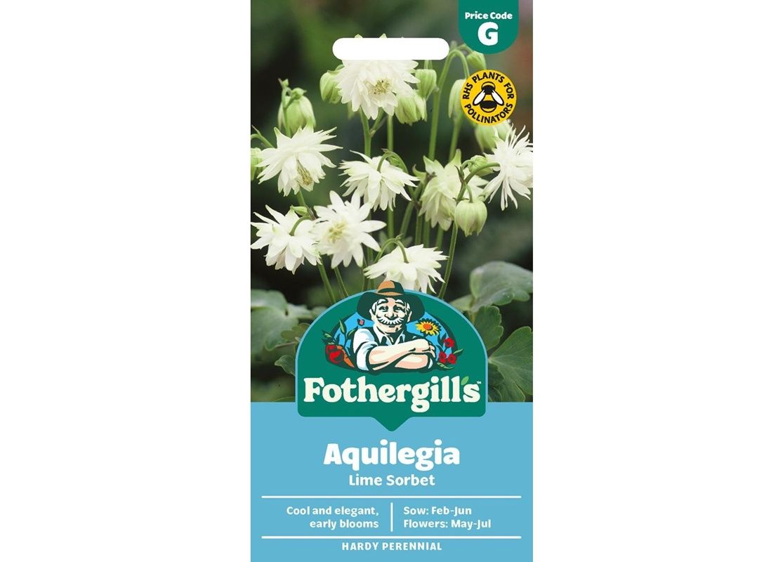 AQUILEGIA Lime Sorbet AQUILEGIA Lime Sorbet