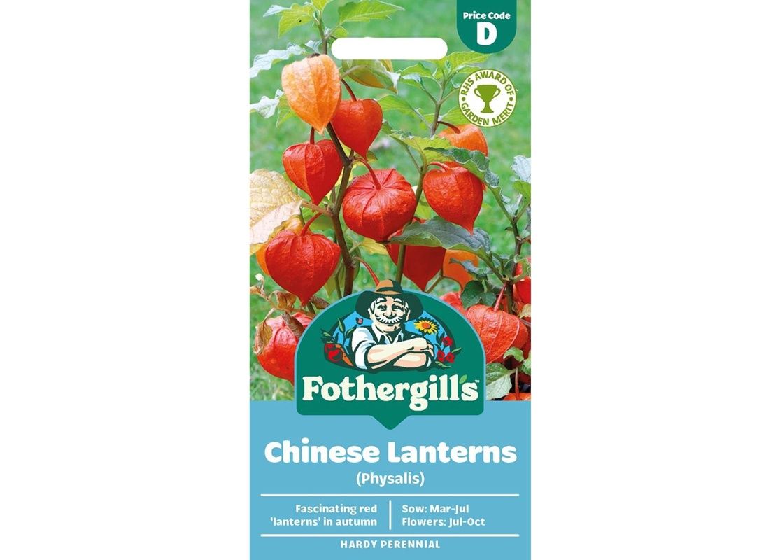 CHINESE LANTERNS Physalis Alkekengi CHINESE LANTERNS Physalis Alkekengi
