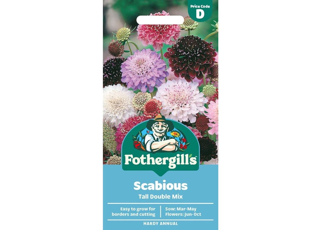 SCABIOUS Tall Double Mix