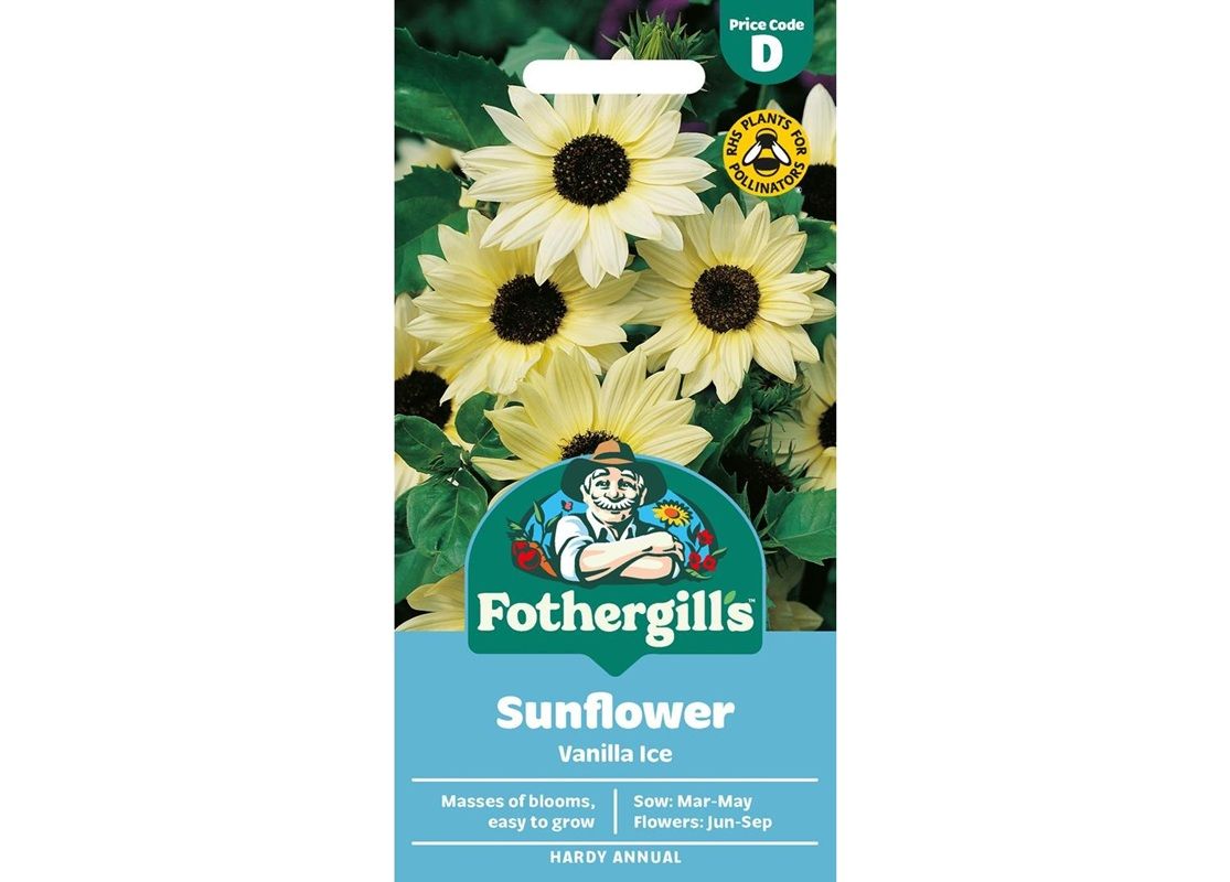 SUNFLOWER Vanilla Ice SUNFLOWER Vanilla Ice