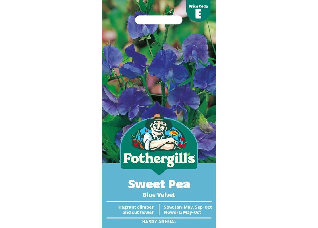 SWEET PEA Blue Velvet