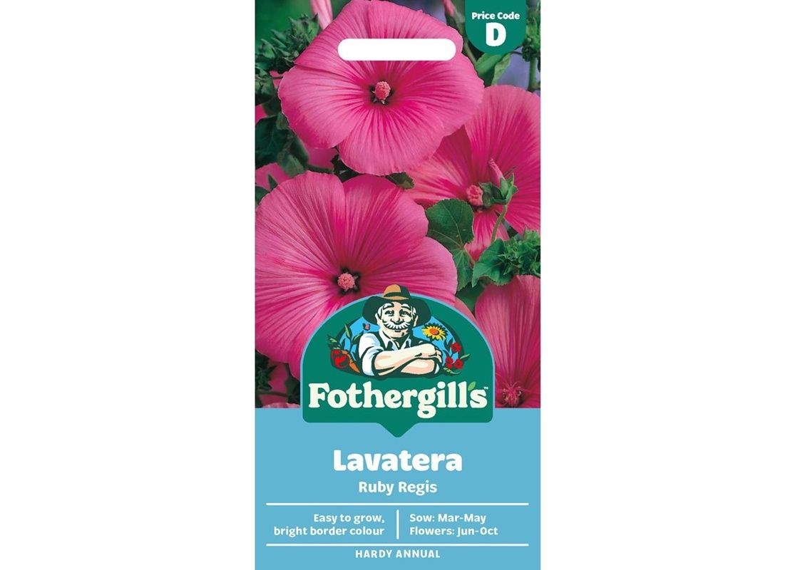 LAVATERA Ruby Regis LAVATERA Ruby Regis