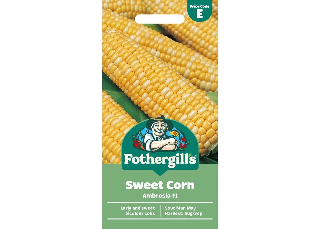SWEET CORN Ambrosia F1