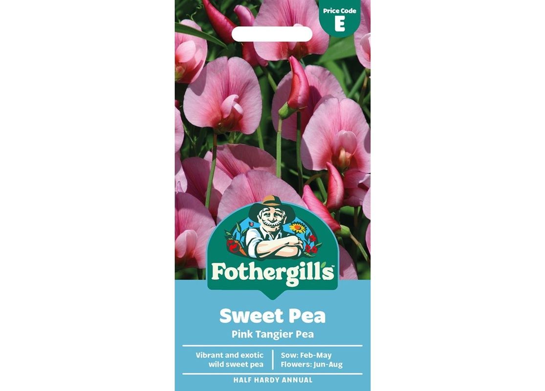 SWEET PEA Pink Tangier Pea